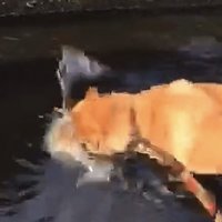 水に突っ込む犬