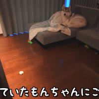 お留守番中のもんちゃんは…