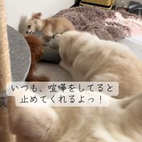 横向きの犬