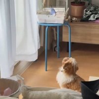鳥かごを見つめる犬