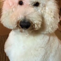 スタンダードプードルのココちゃん