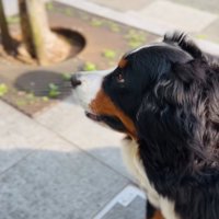 見送る超大型犬