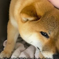 「生きる意味なんてない」