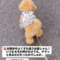 すれ違う老人を見つめる犬