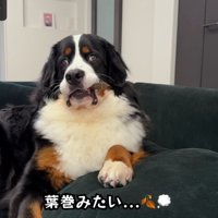 葉巻を吸うおじさんのよう（笑）