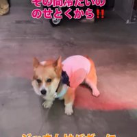 バギーに乗りたいジノくん