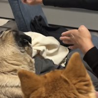 取れた指の方向に行くパグ