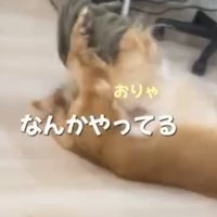 仰向けになって布で遊ぶゴールデンレトリバー