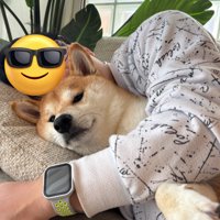 飼い主に抱っこされる柴犬