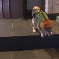 お兄ちゃん帰省時の豆柴4兄妹5