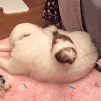 大型犬の背中に飛び乗る犬