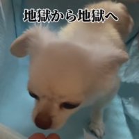 飼育放棄されたわんこ
