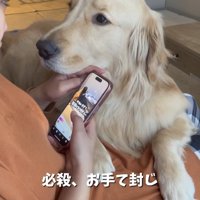 飼い主の手にアゴを乗せる大型犬