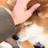 ナデナデしても…