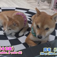 コタツの前を陣取る2匹