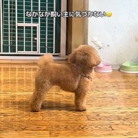 あられちゃんのお迎えに来たら…