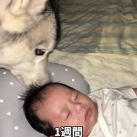 眠る赤ちゃんの頭に鼻を寄せる犬