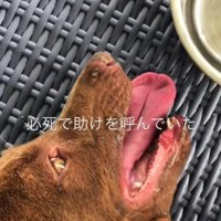 炎天下に放置されていたあさちゃん