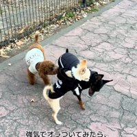 わんこに飛びつくこはくくん