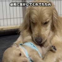 必死に生き抜いてくれました