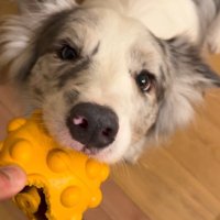 男性が持っているボールを咥える犬