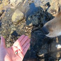 ヤドカリを見せても、ほぼ無反応…