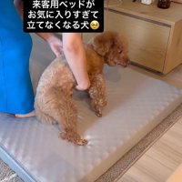 来客用のベッドが気に入ったレオくん3