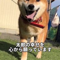 笑顔でカメラの方へ歩いてくる犬