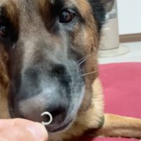 ピアスに顔を近づける犬