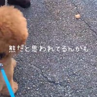 トイプードルから逃げるチワワ