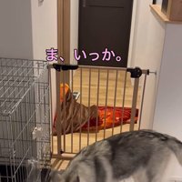 ゴロちゃんのドッキリへの反応7