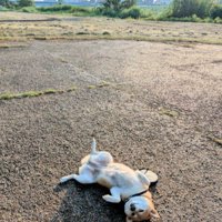 どこでも寝られるタイプ！？