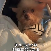 シニア期に突入