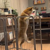 前足で柵をつかむ犬