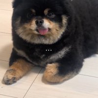 無言で飼い主を見つめる犬