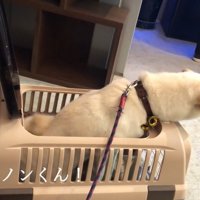 前のめりになって大喜び♪