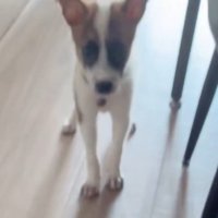 フローリングの上に立っている子犬