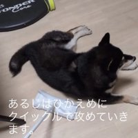 掃除道具で犬の近くの床を拭く飼い主