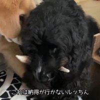 「そこは僕の席！」と間に入るルーク君