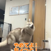 激怒するハスキー