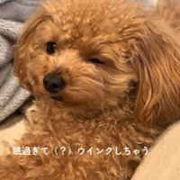 ウインクする犬