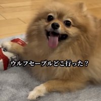 成犬になったポメラニアン「ウルフセーブルどこいった」