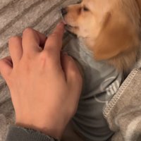 子犬の舌を触った飼い主
