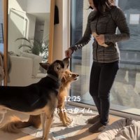 おやつを待つ2匹の犬と人