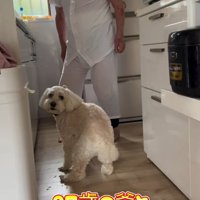 ワンコとおじいちゃんの日常