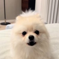 かまってほしいすいちゃん1