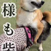 犬の背中に前脚を乗せる柴犬