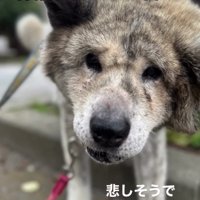 うつむき気味にこちらを見る犬