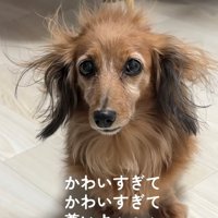 寝ぐせがひどいティナちゃん3