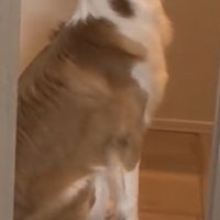 玄関でお座りする犬